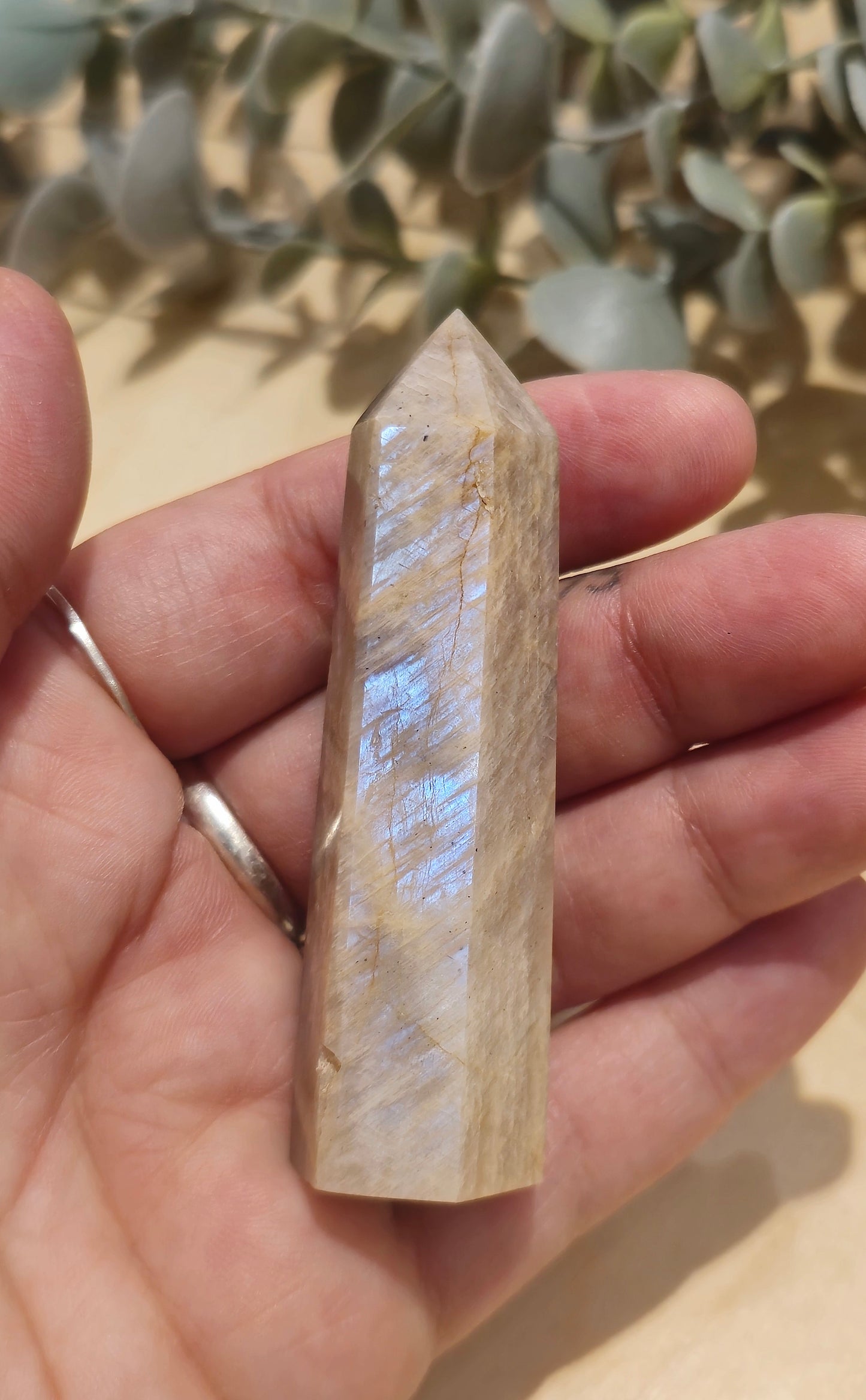 Pointe en Pierre de lune pêche