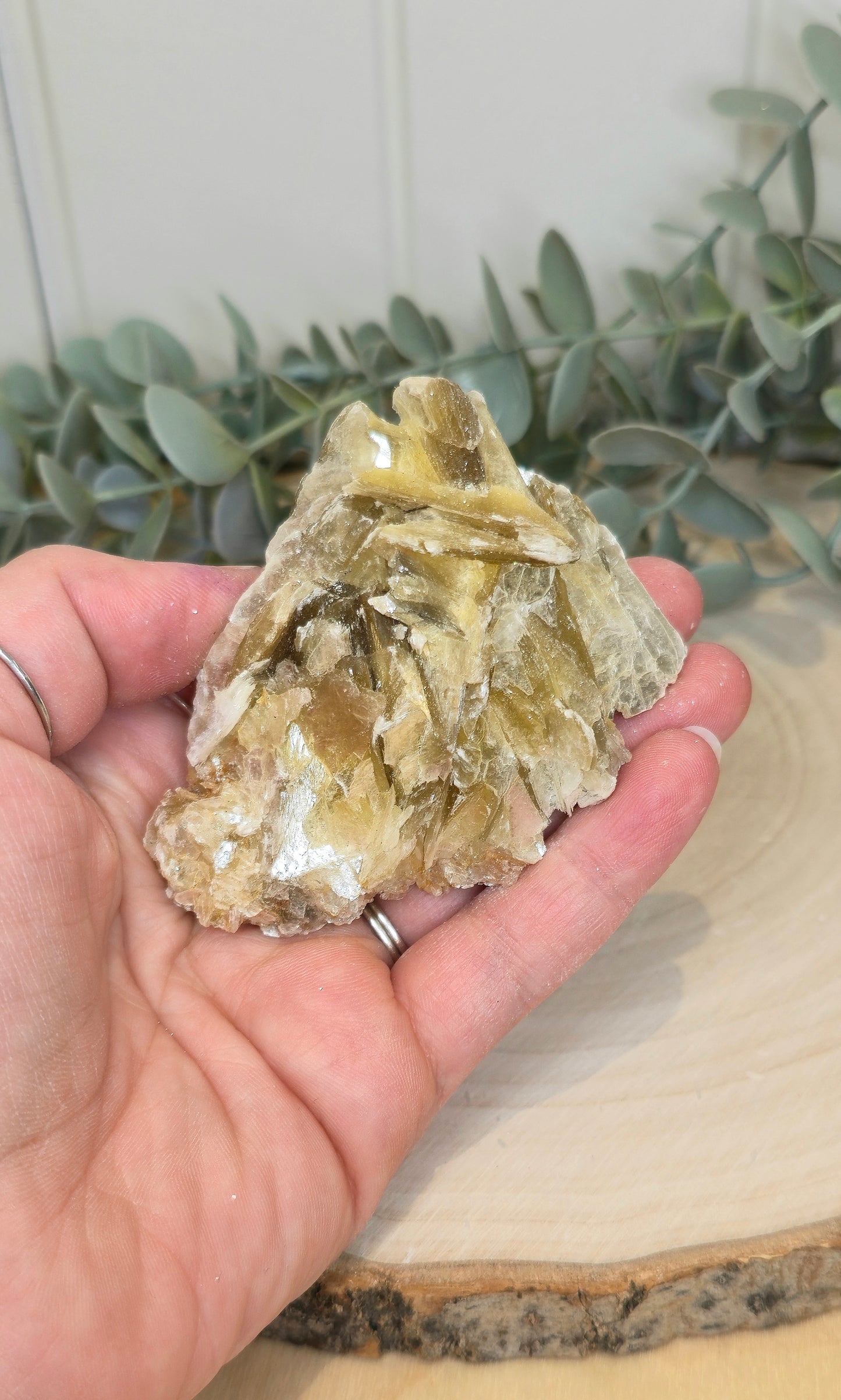 Muscovite du Brésil