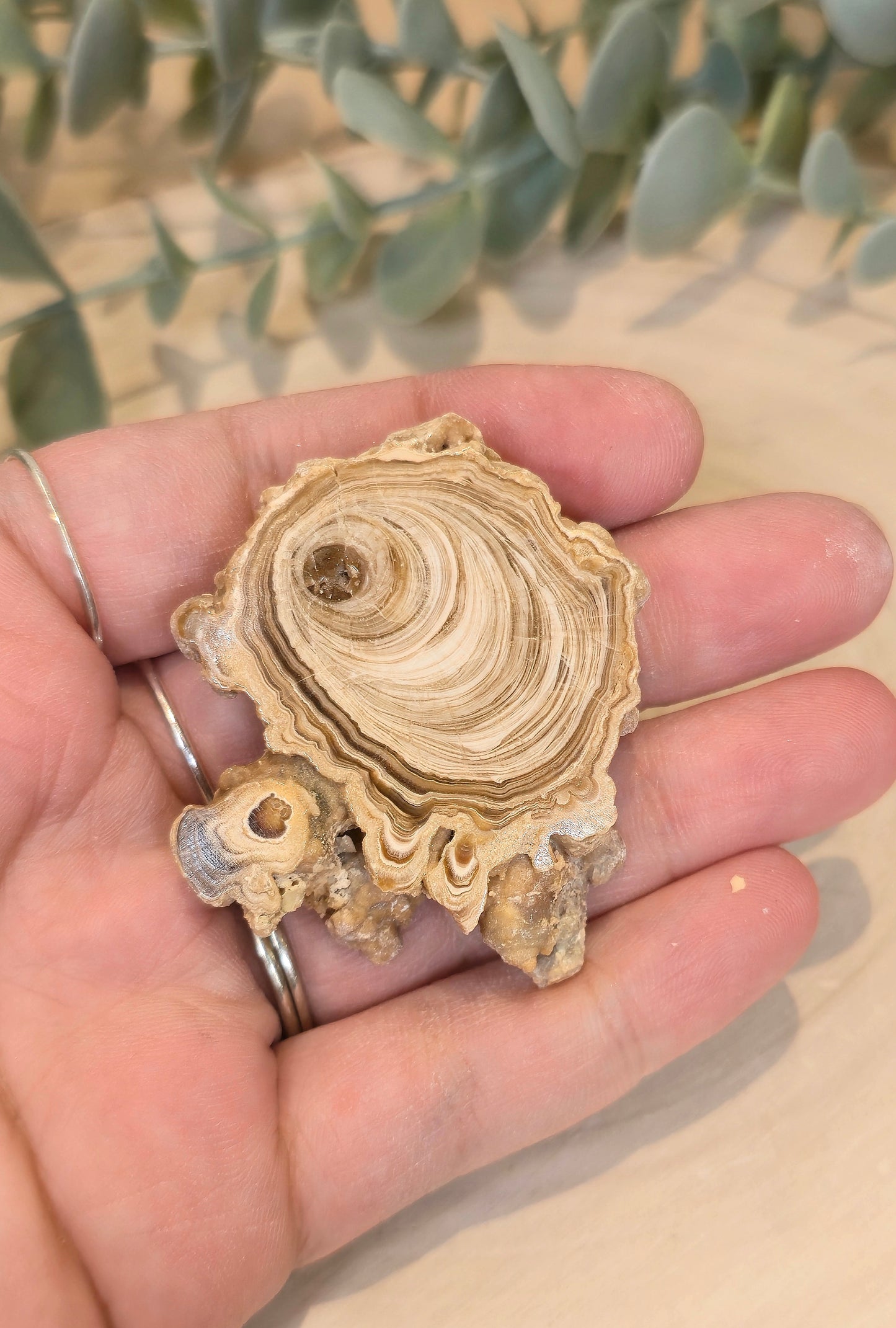 Tranche de Calcite Stalactite du Maroc