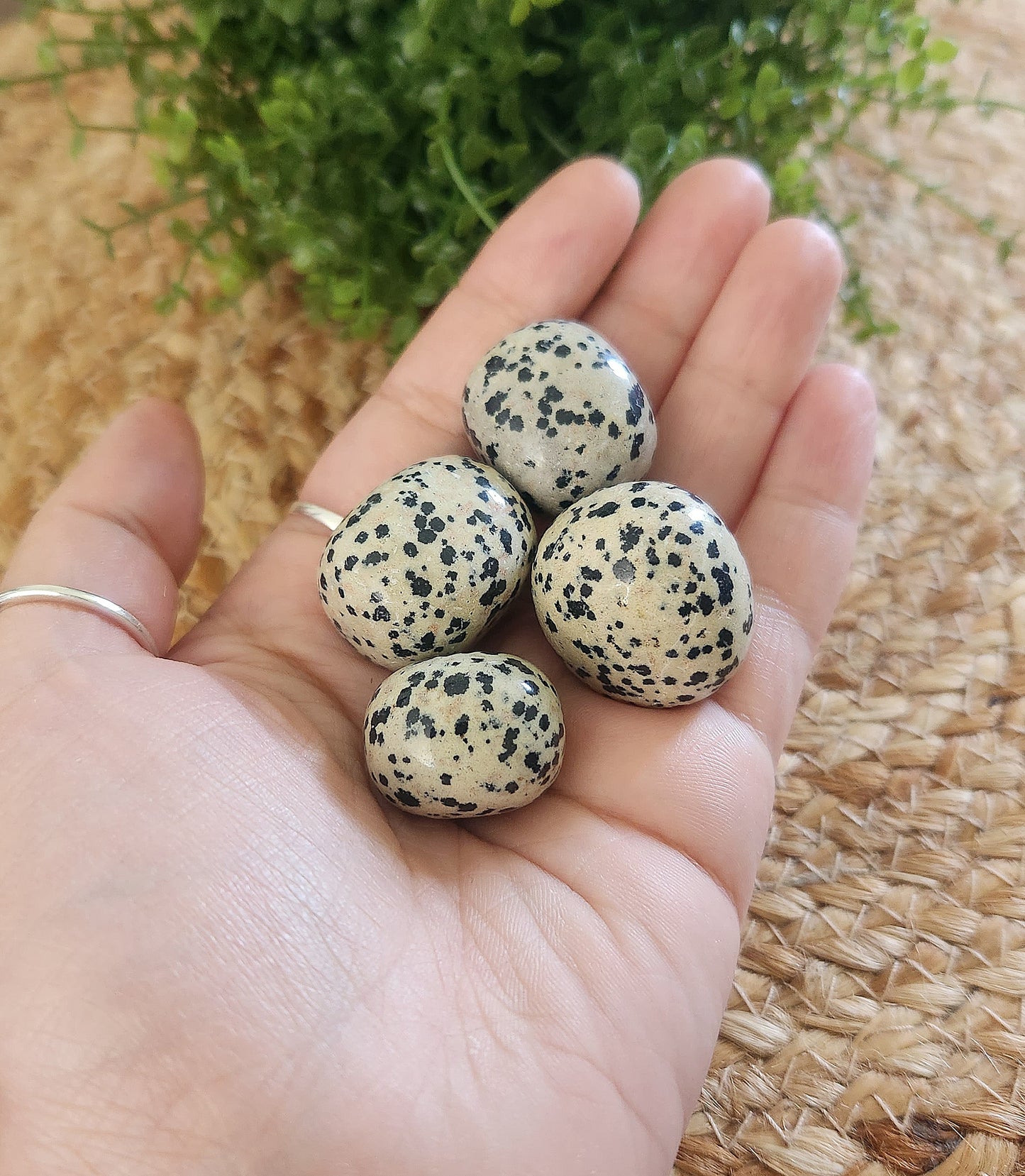 Jaspe Dalmatien barattée