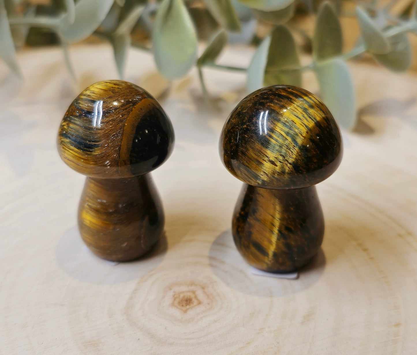 Champignon Oeil de tigre