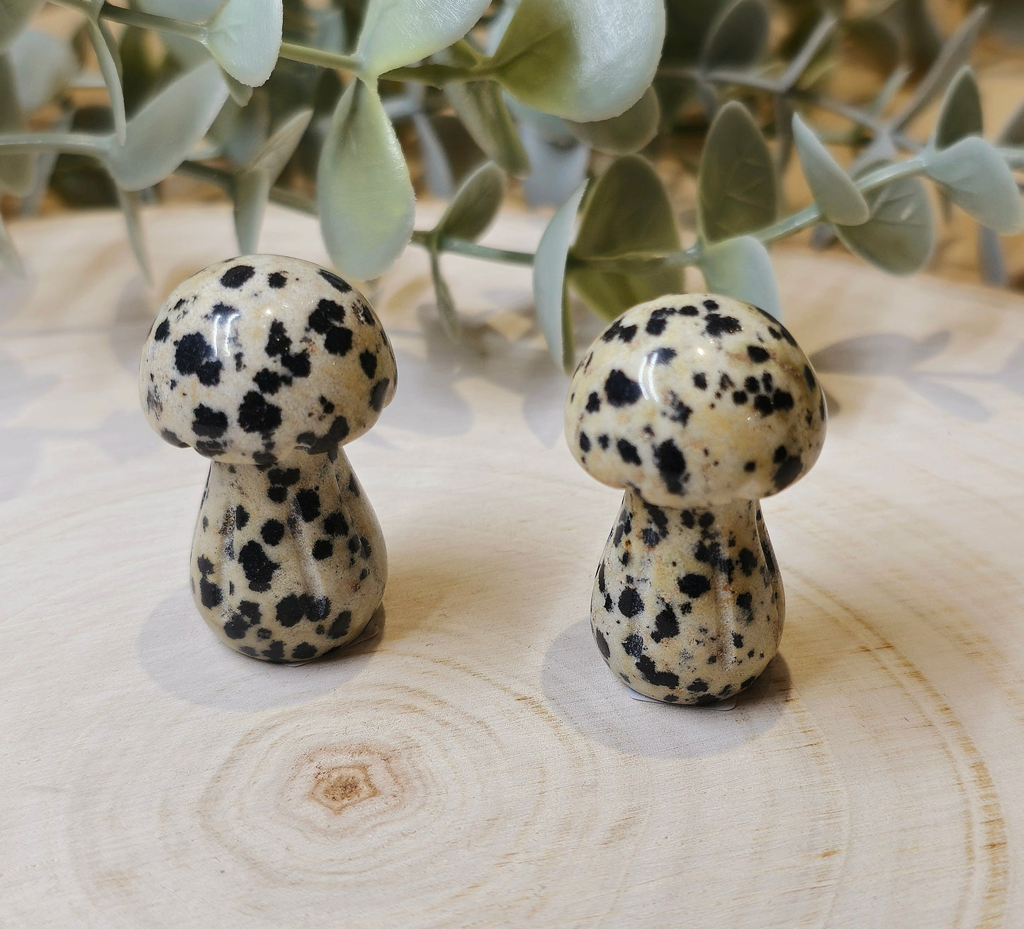 Champignon Jaspe Dalmatien