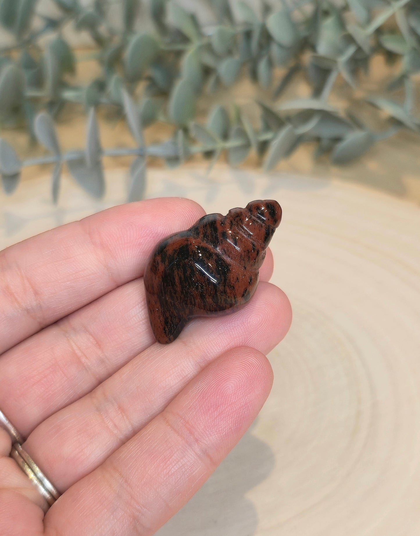 Coquillage Obsidienne Acajou