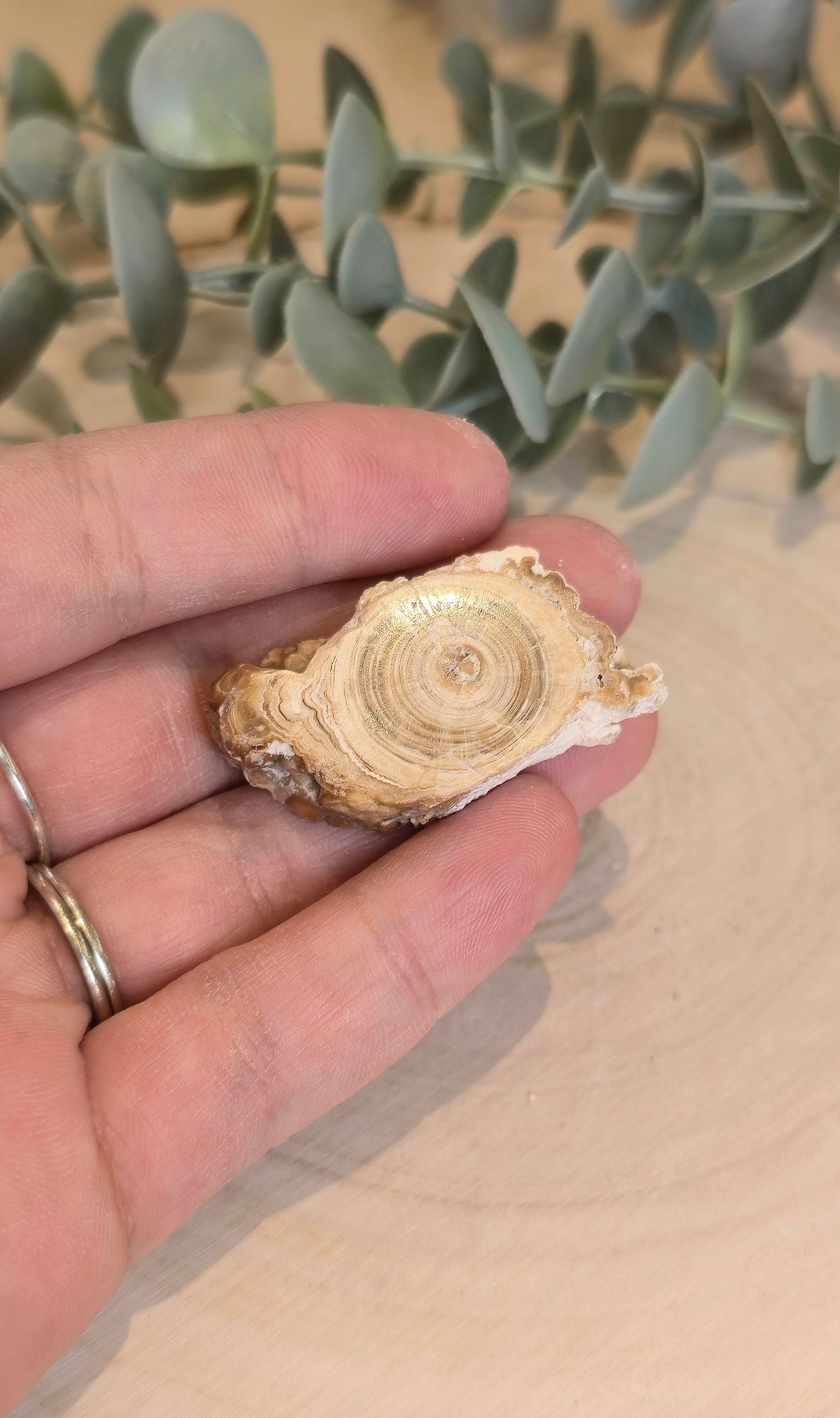 Tranche de Calcite Stalactite du Maroc