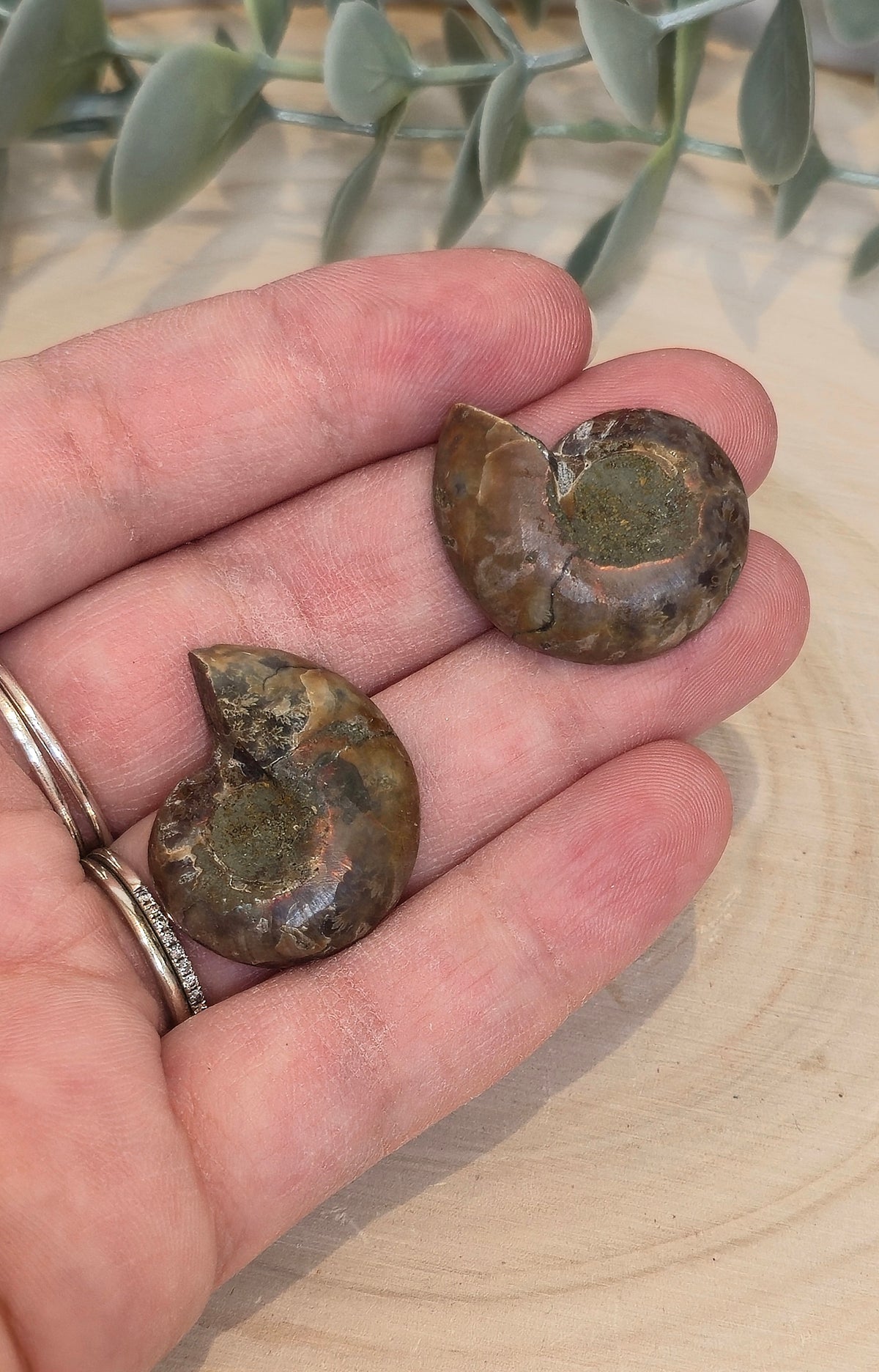 Ammonite fossile 2,5 à 3cm