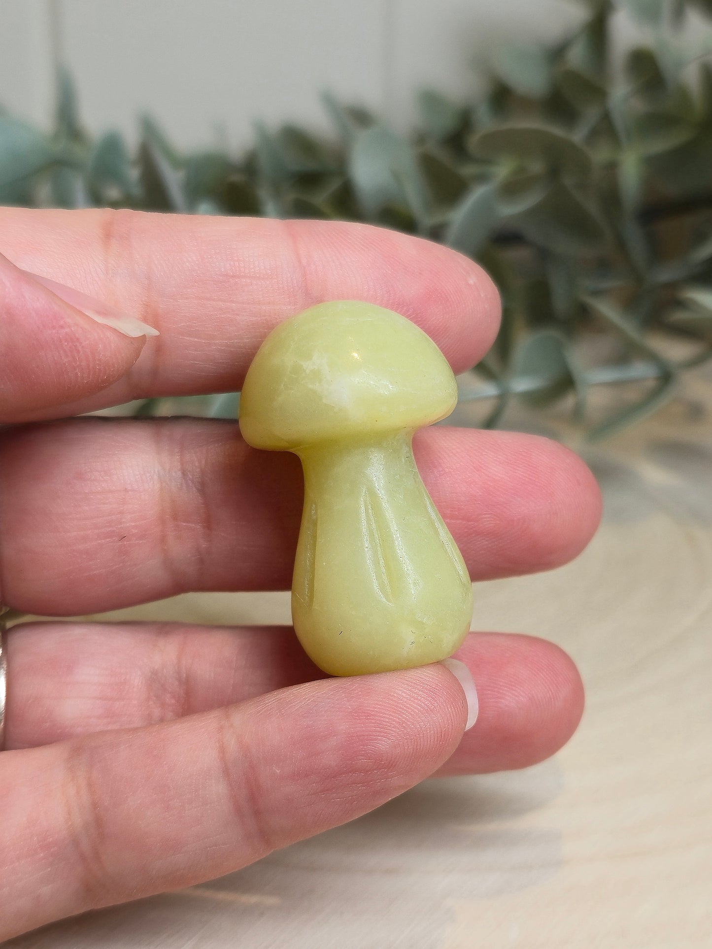 Champignon Jade Lemon