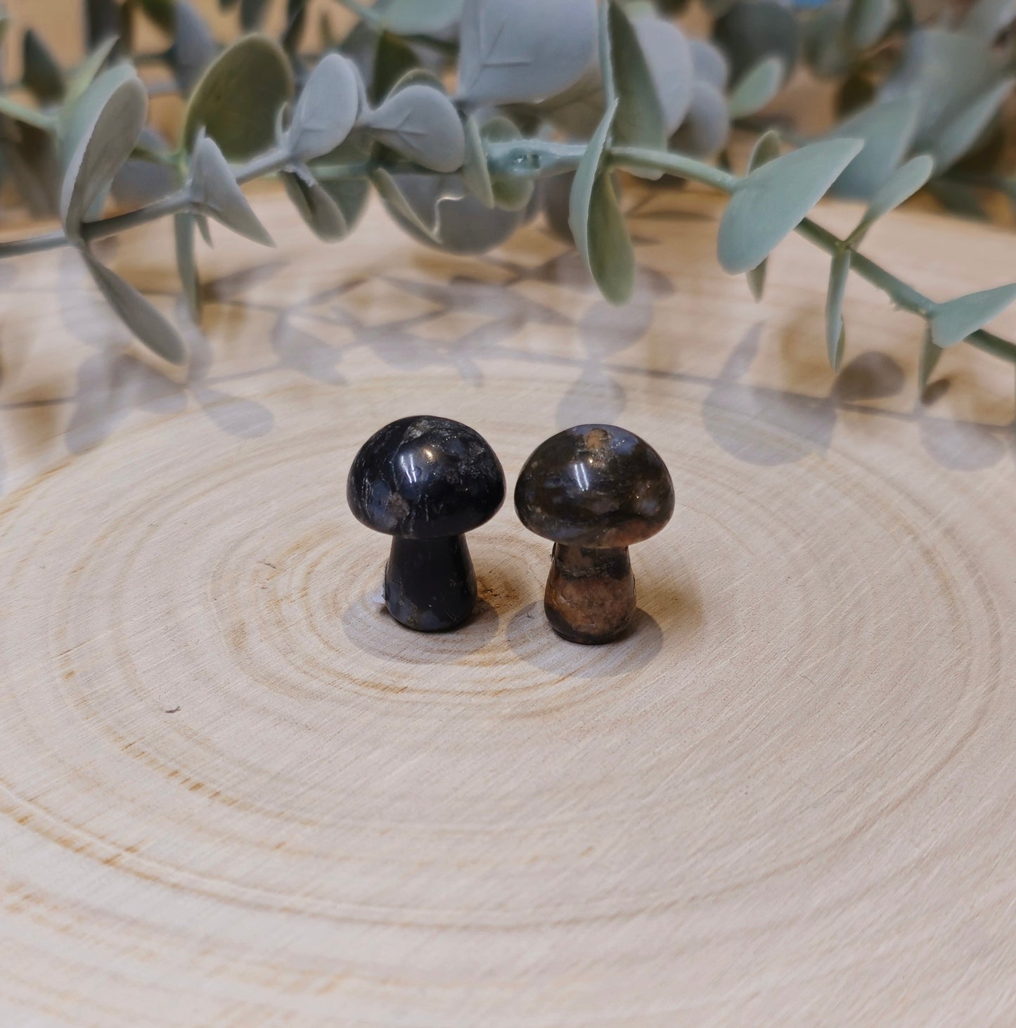 Champignon en Que sera