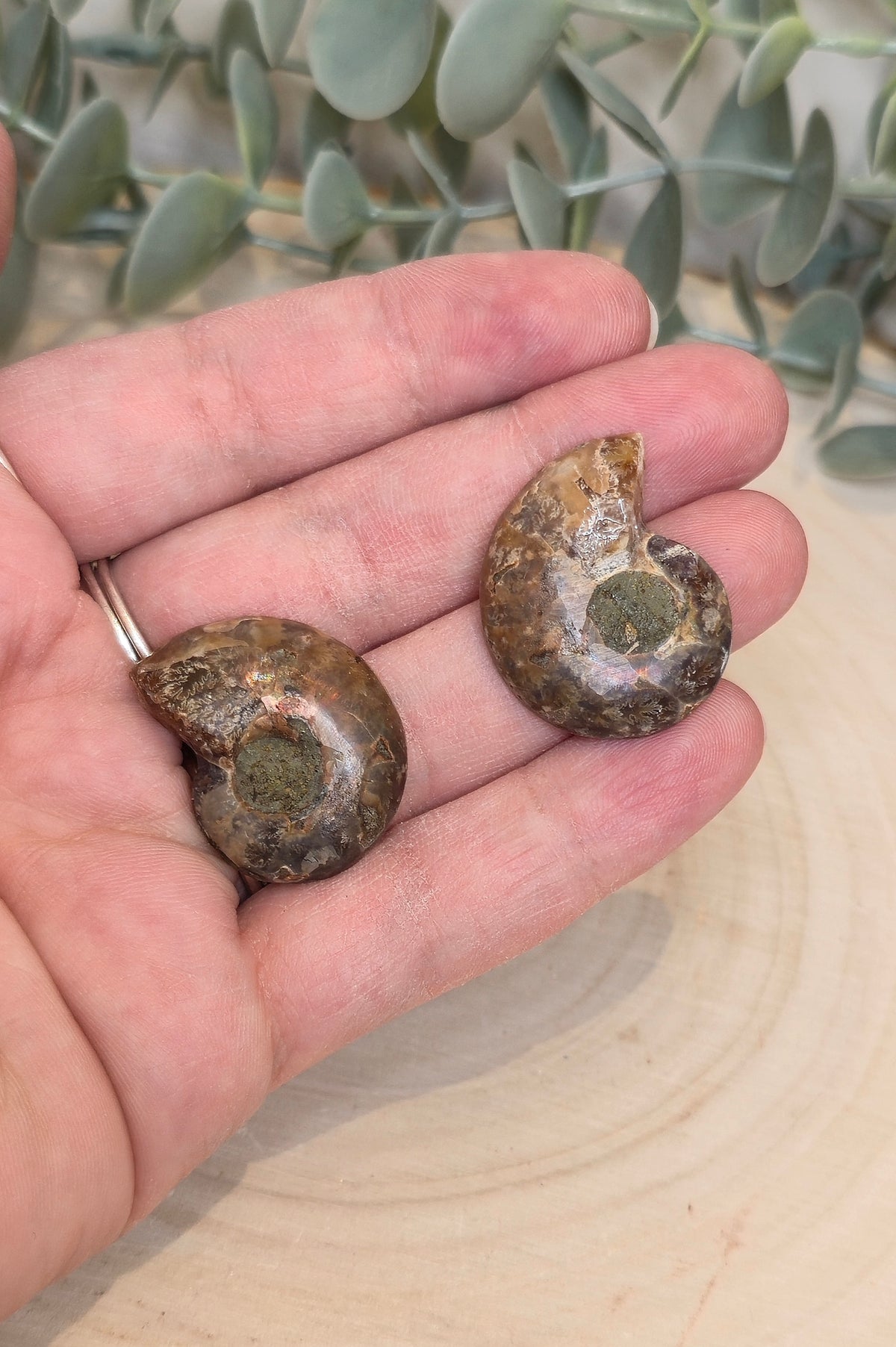 Ammonite fossile 2,5 à 3cm