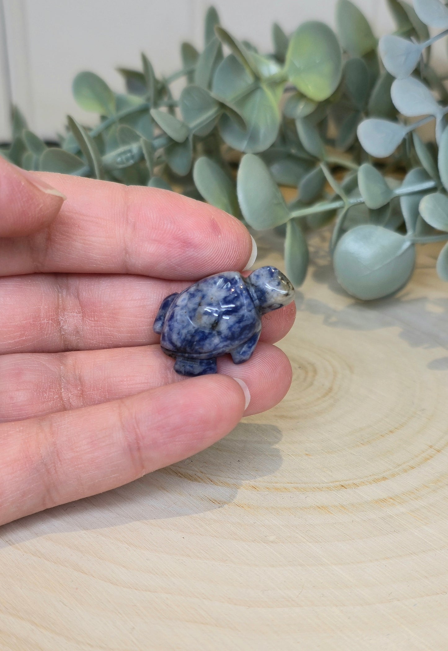 Tortue en Jaspe Blue spot