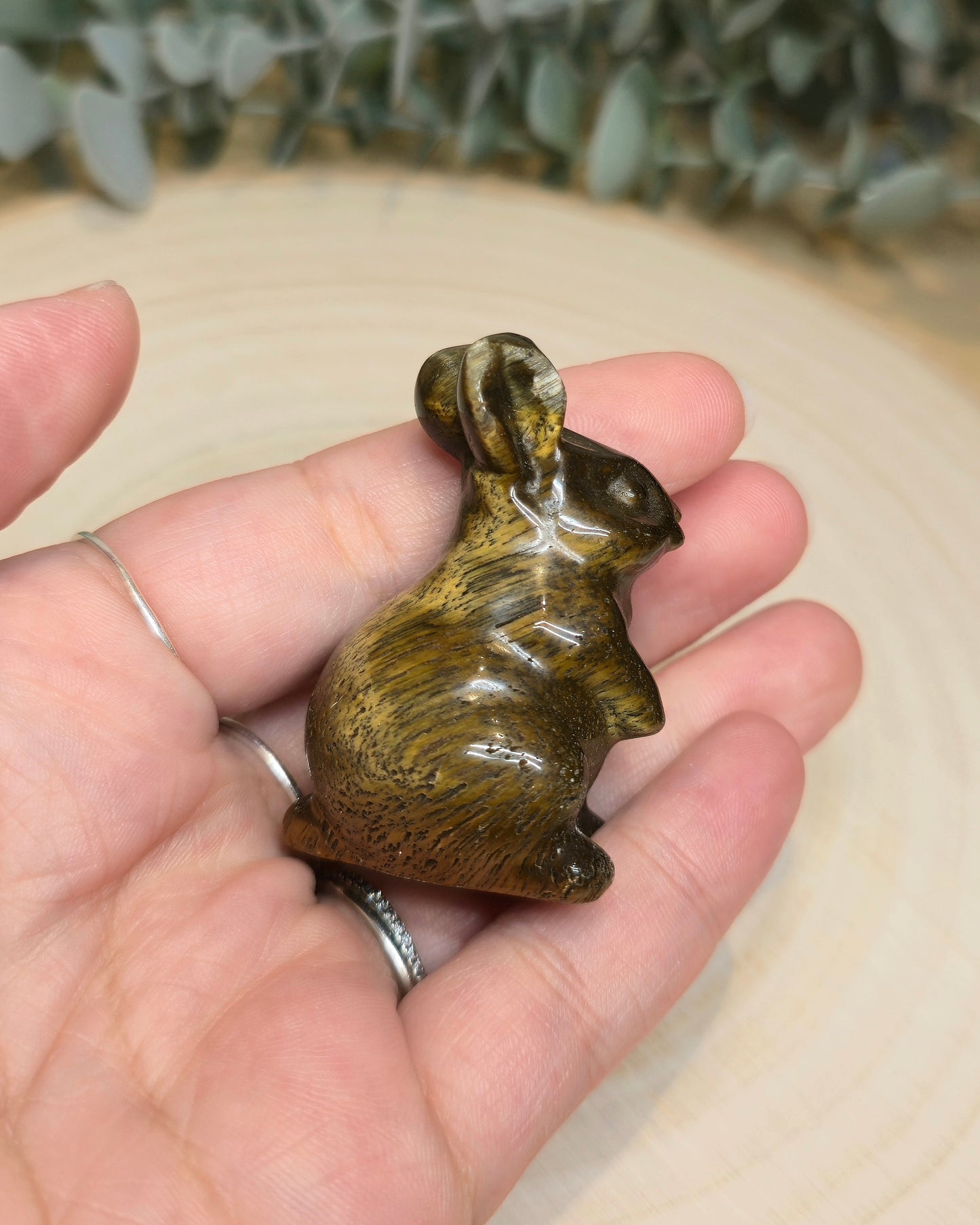 Lapin Oeil de tigre