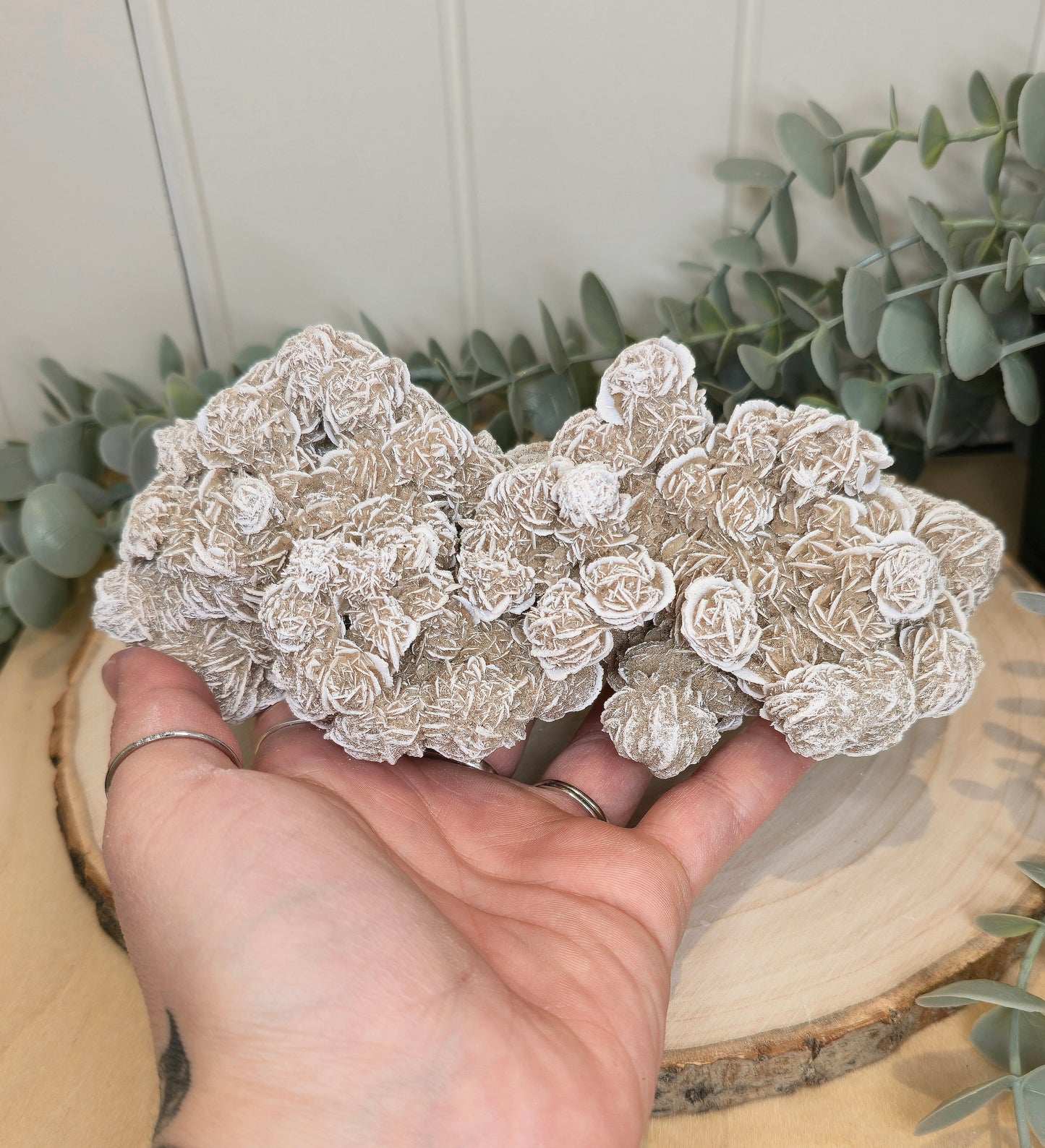 Rose des sables du Mexique