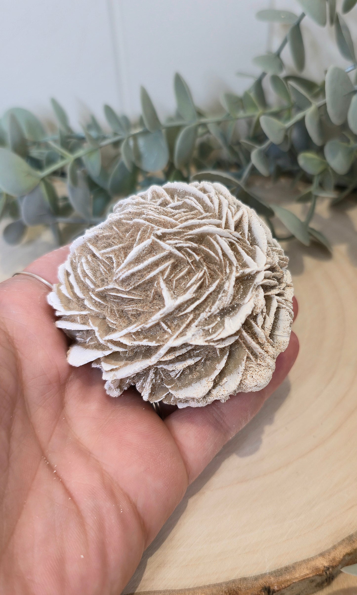 Rose des sables du Mexique