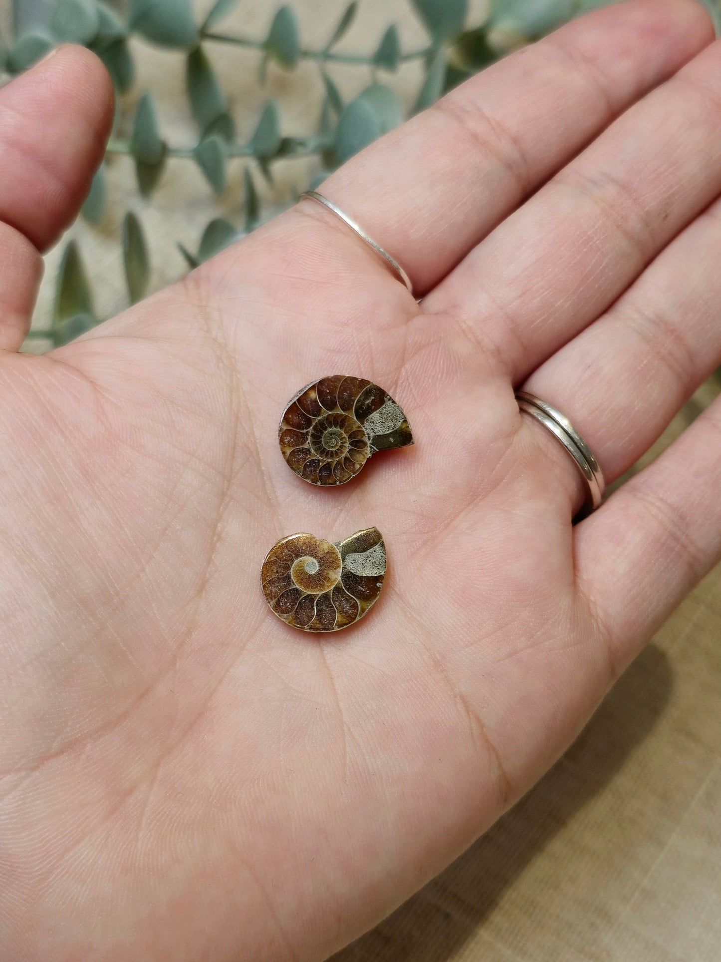 Ammonite fossile