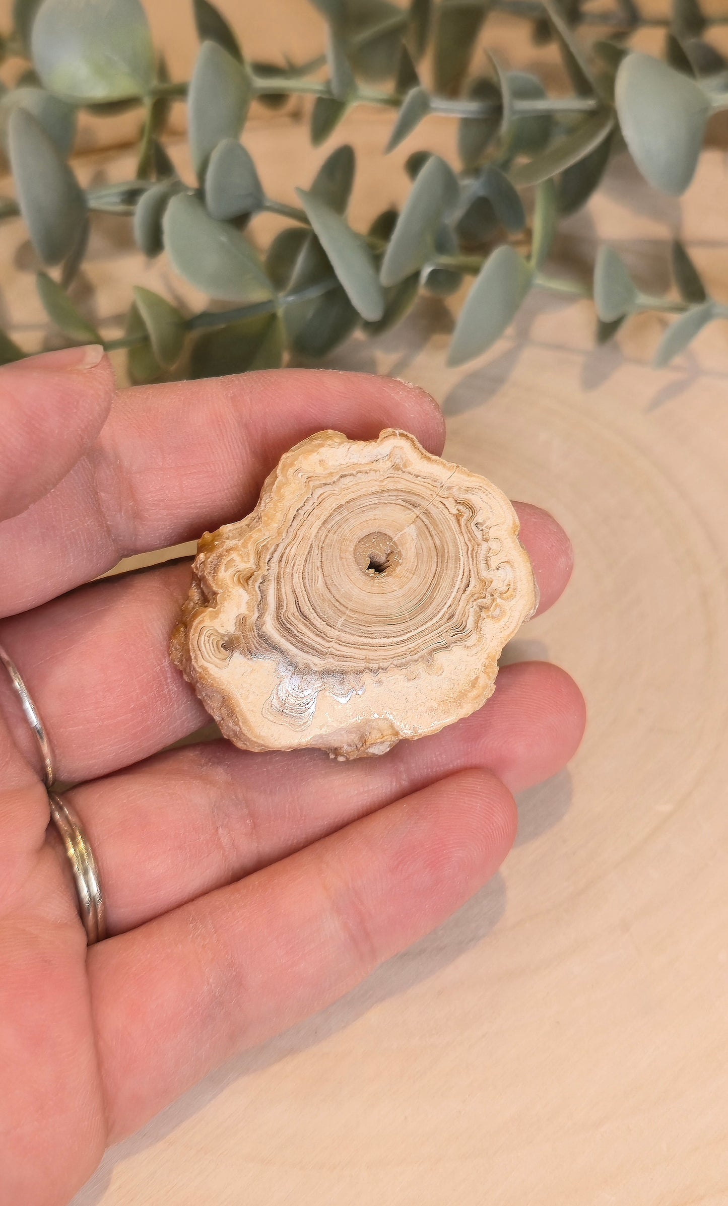 Tranche de Calcite Stalactite du Maroc