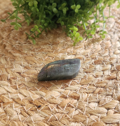 Freeform en Labradortie avec flash mauve/orange