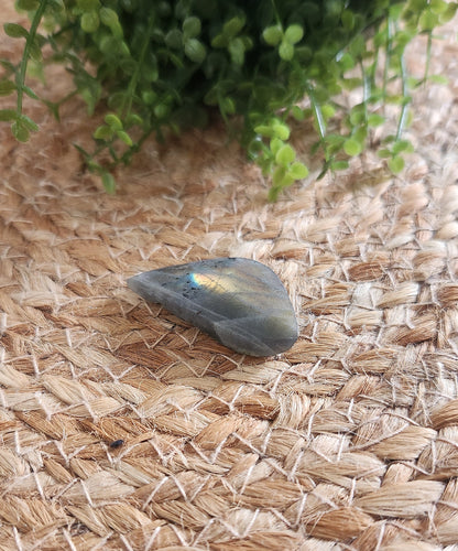 Freeform en Labradortie avec flash mauve/orange