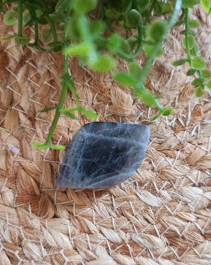 Freeform en Labradortie avec flash mauve/orange