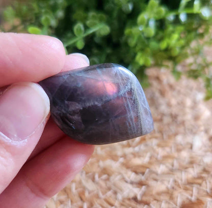 Freeform en Labradortie avec flash mauve/orange