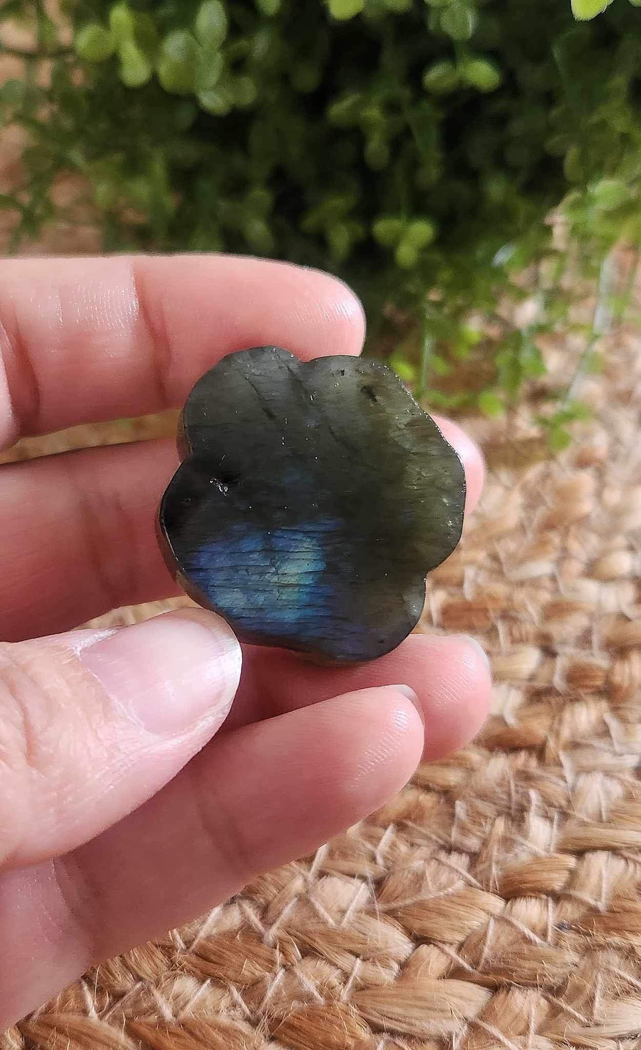 Rose en Labradorite