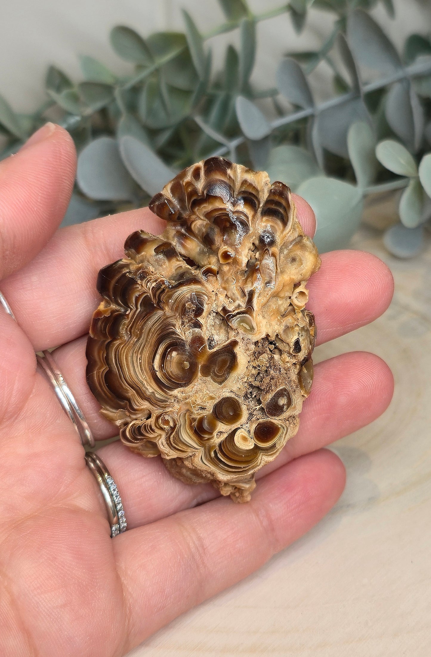 Tranche de Stalactite Aragonite