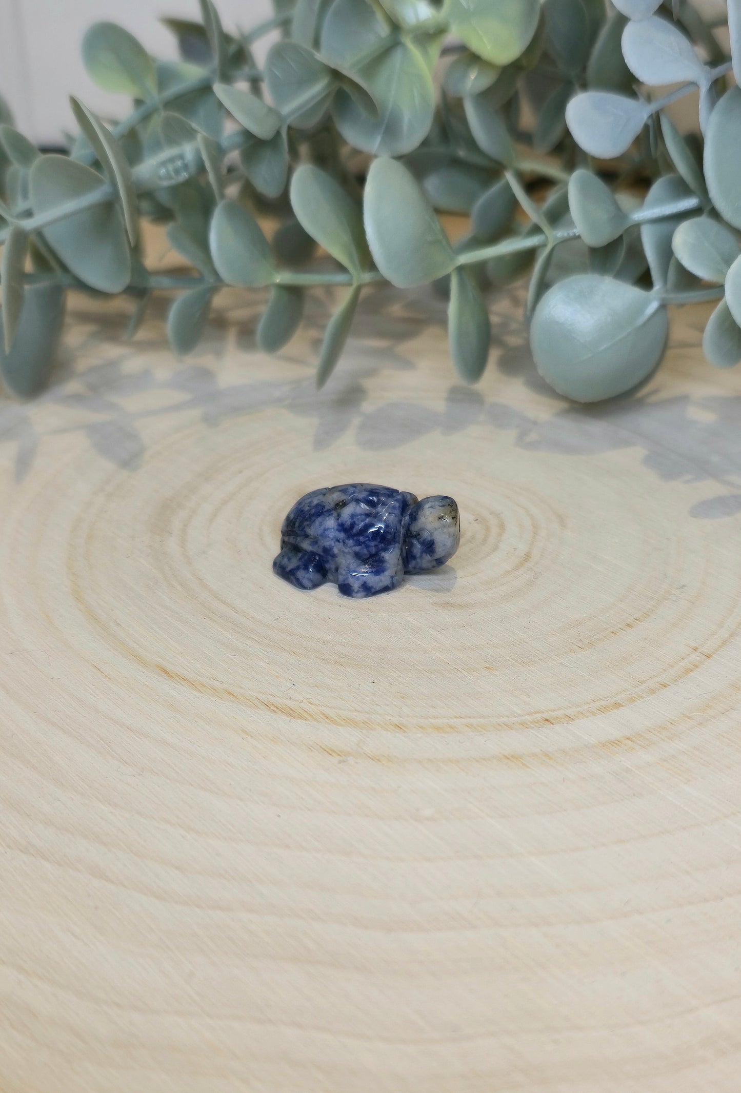 Tortue en Jaspe Blue spot