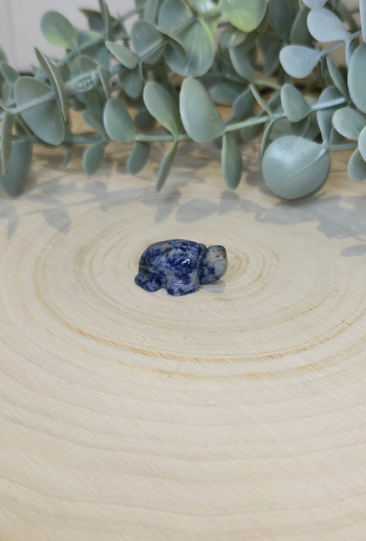 Tortue en Jaspe Blue spot