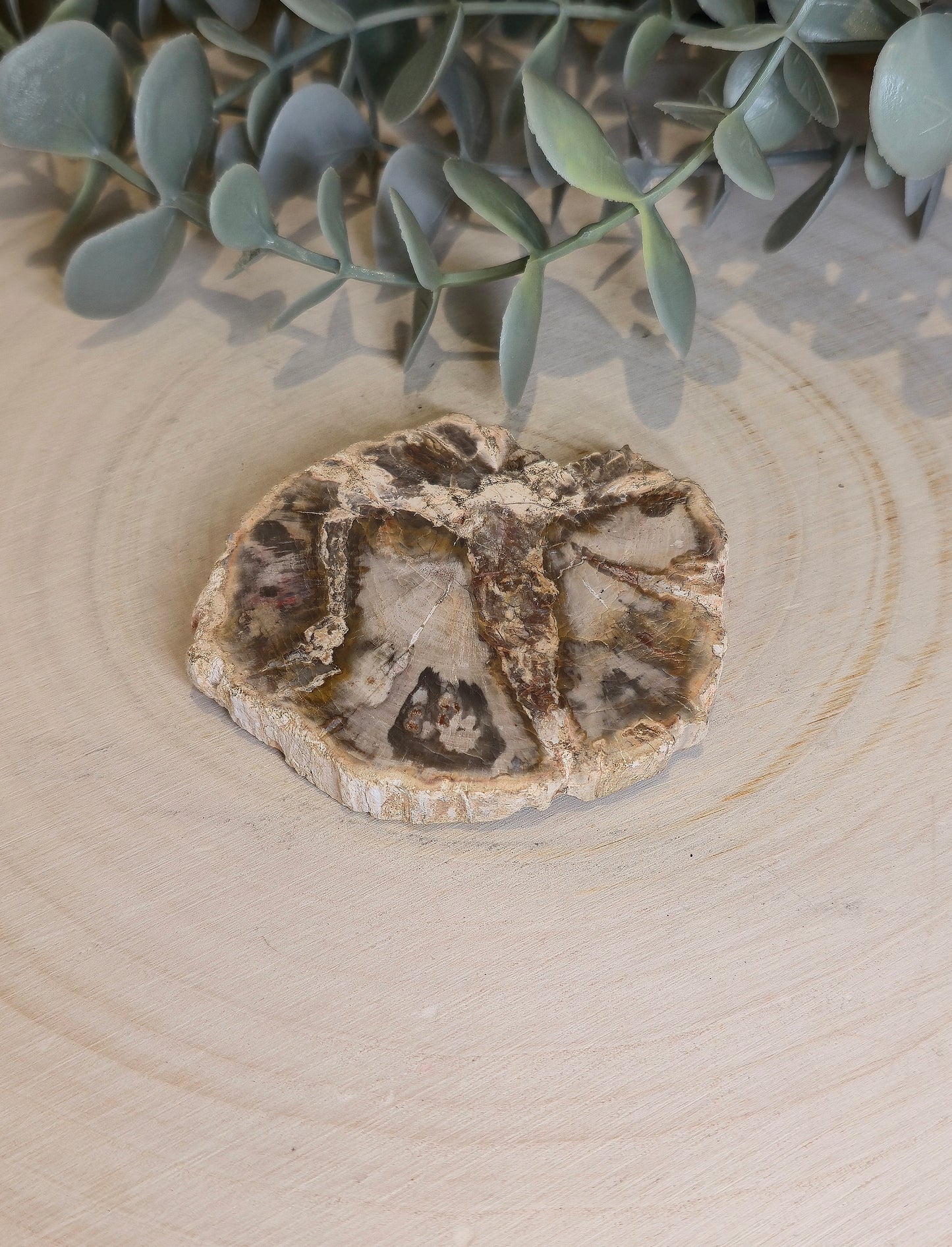 Tranche de bois pétrifié