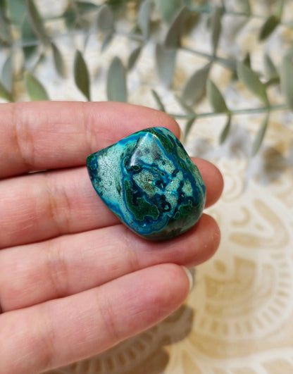 Malacholla barattée