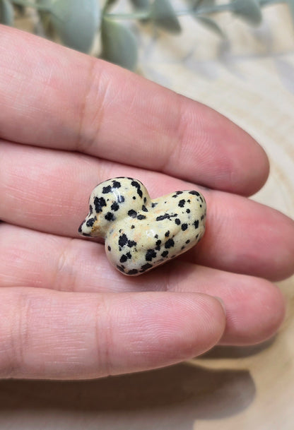 Canard Jaspe Dalmatien