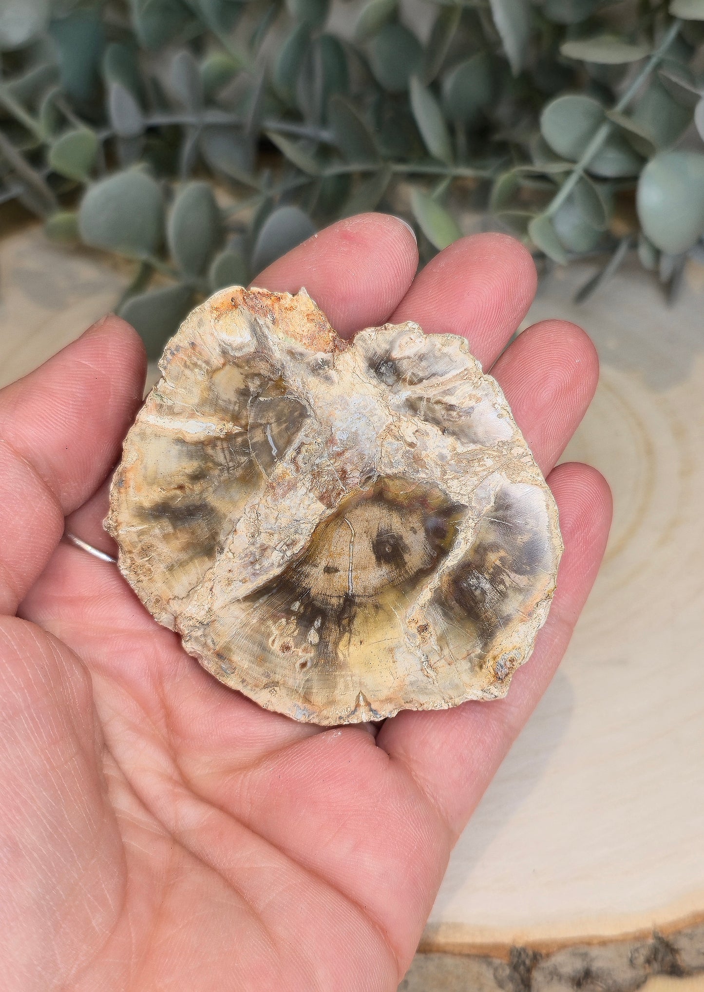 Tranche de bois pétrifié