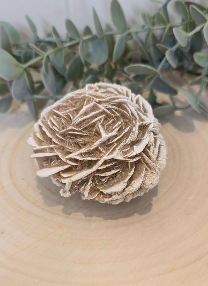 Rose des sables du Mexique