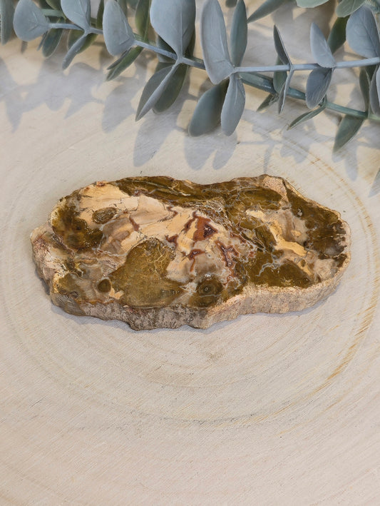 Tranche de bois pétrifié de Madagascar