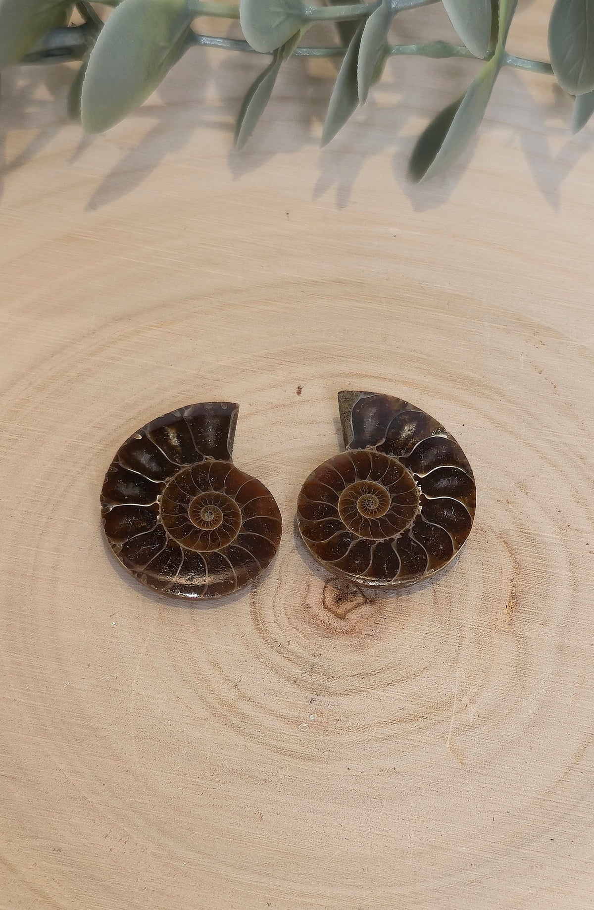 Ammonite fossile 2,5 à 3cm