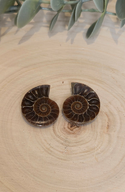 Ammonite fossile 2,5 à 3cm