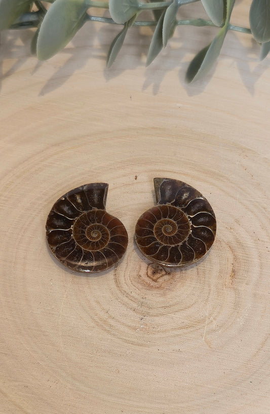 Ammonite fossile 2,5 à 3cm