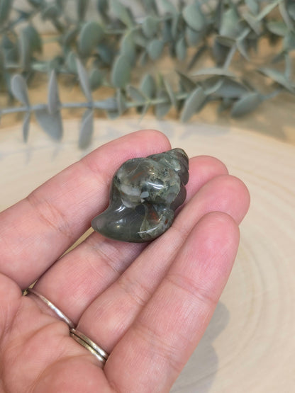 Coquillage Jaspe sang