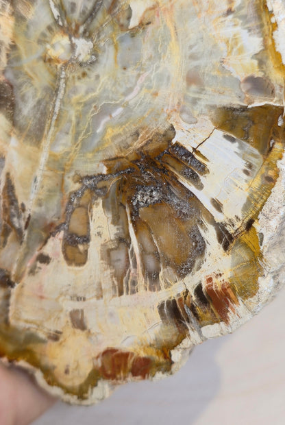 Tranche de bois pétrifié de Madagascar