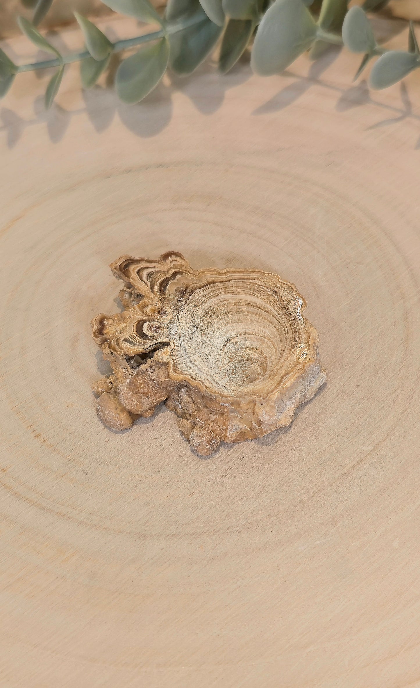 Tranche de Calcite Stalactite du Maroc