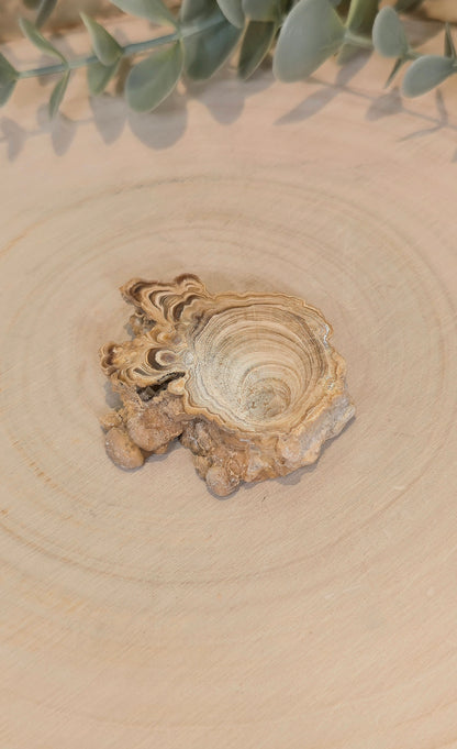 Tranche de Calcite Stalactite du Maroc