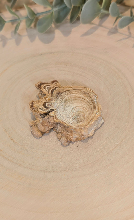 Tranche de Calcite Stalactite du Maroc