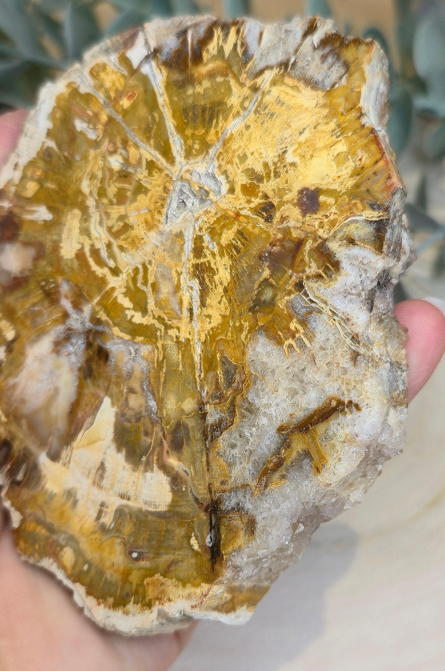 Tranche de bois pétrifié de Madagascar