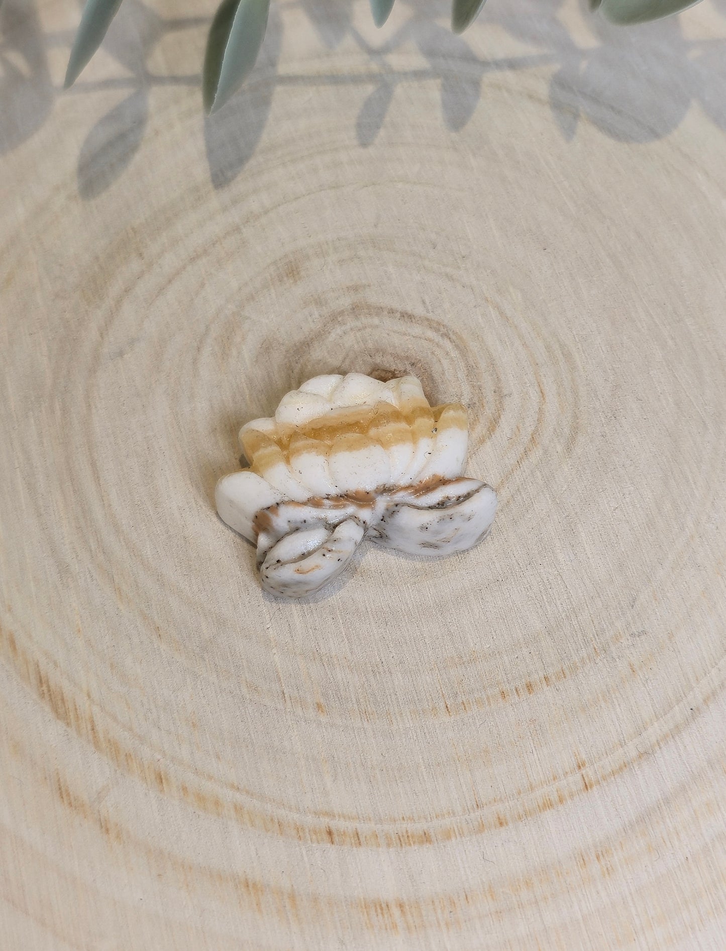 Lotus en Calcite zébré