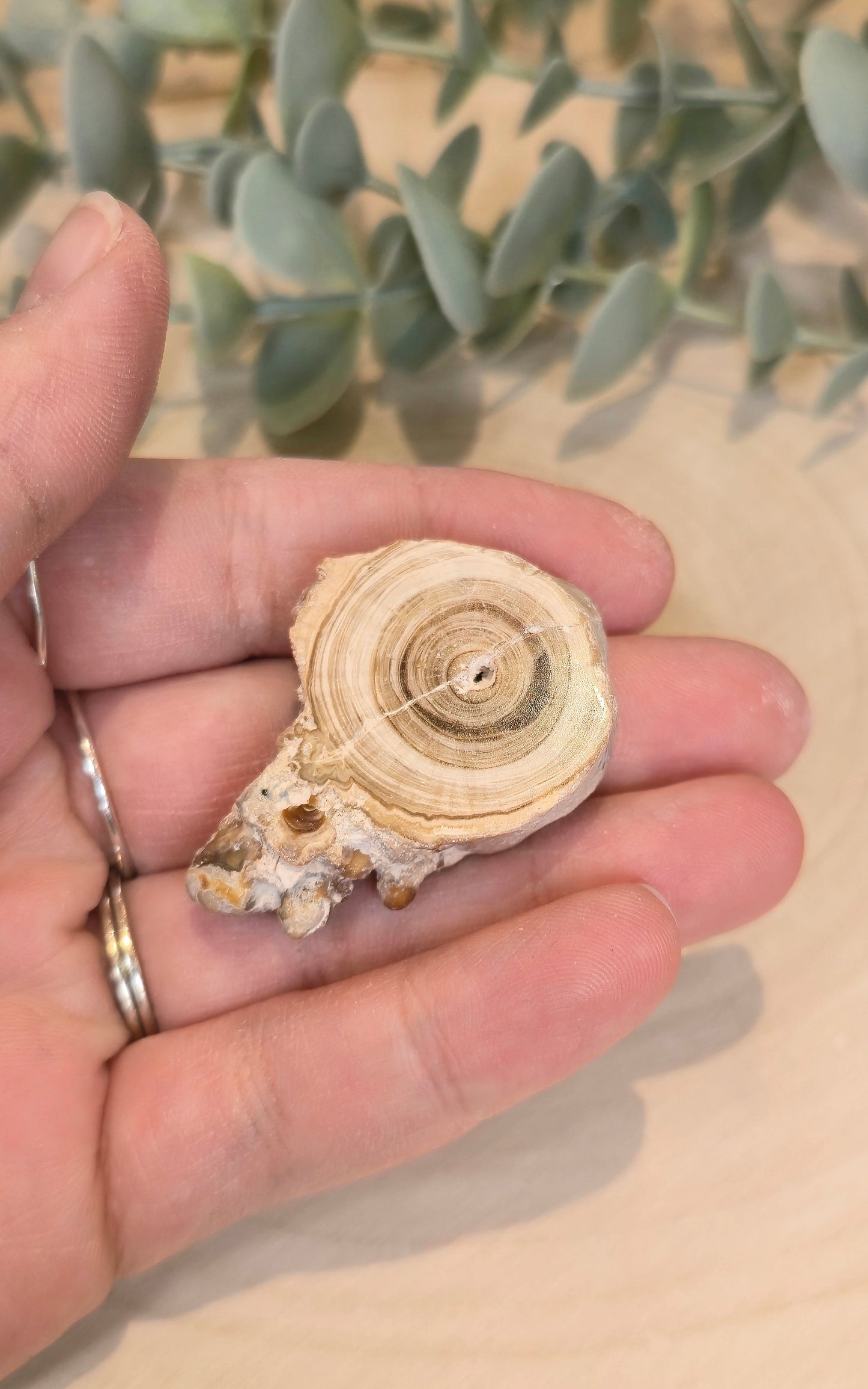 Tranche de Calcite Stalactite du Maroc