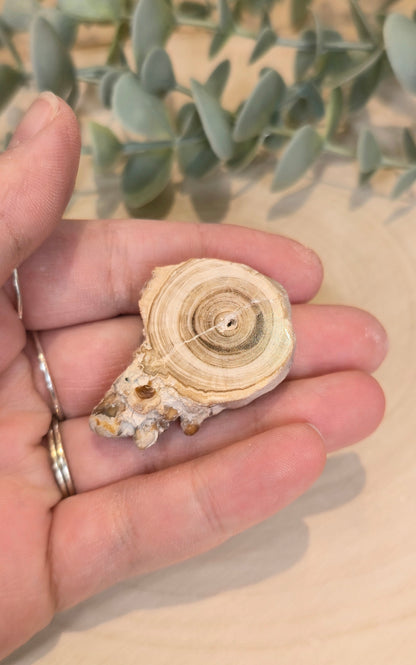 Tranche de Calcite Stalactite du Maroc