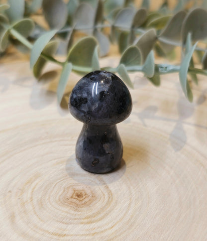 Champignon Larvikite