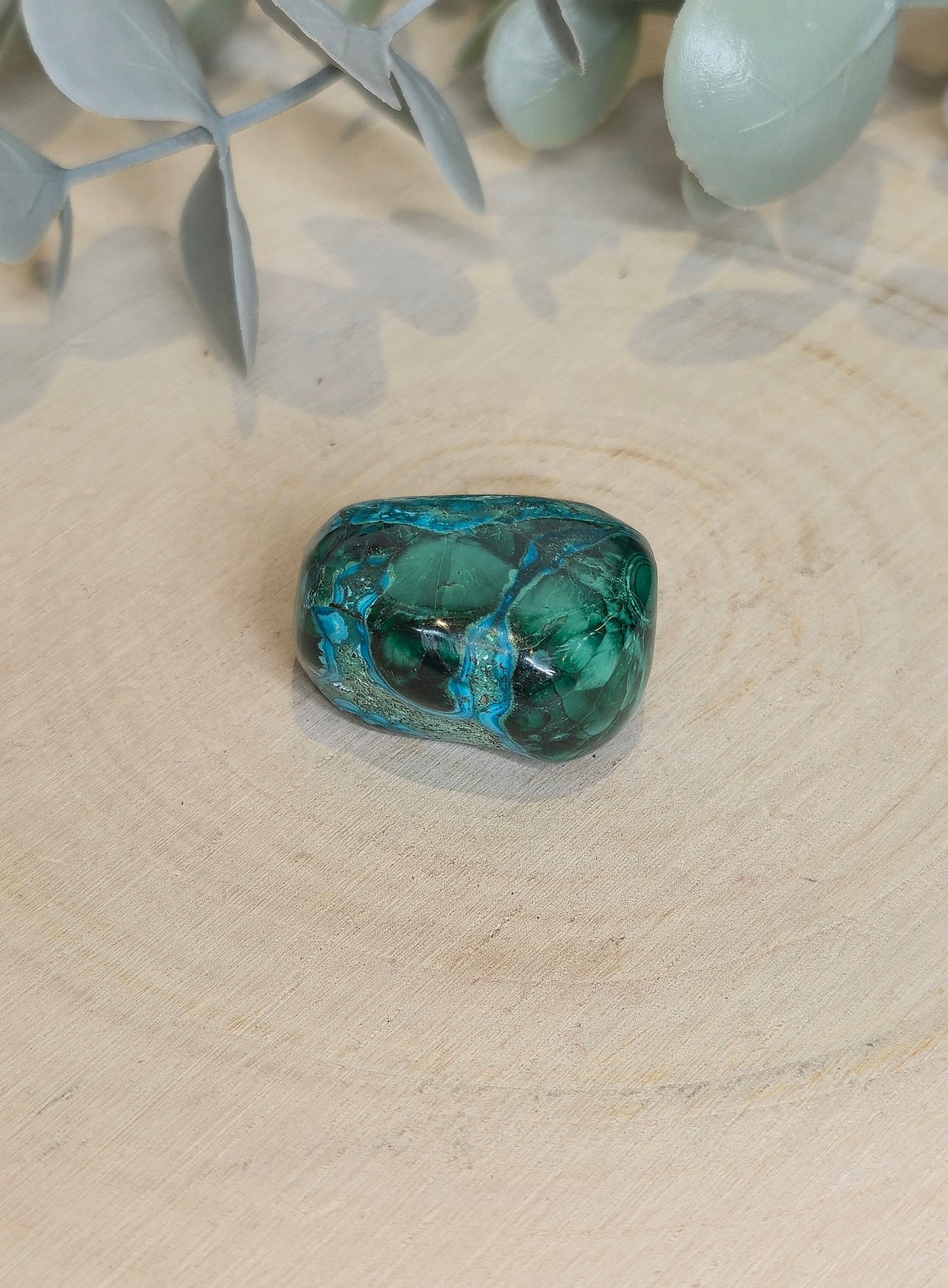Malacholla barattée