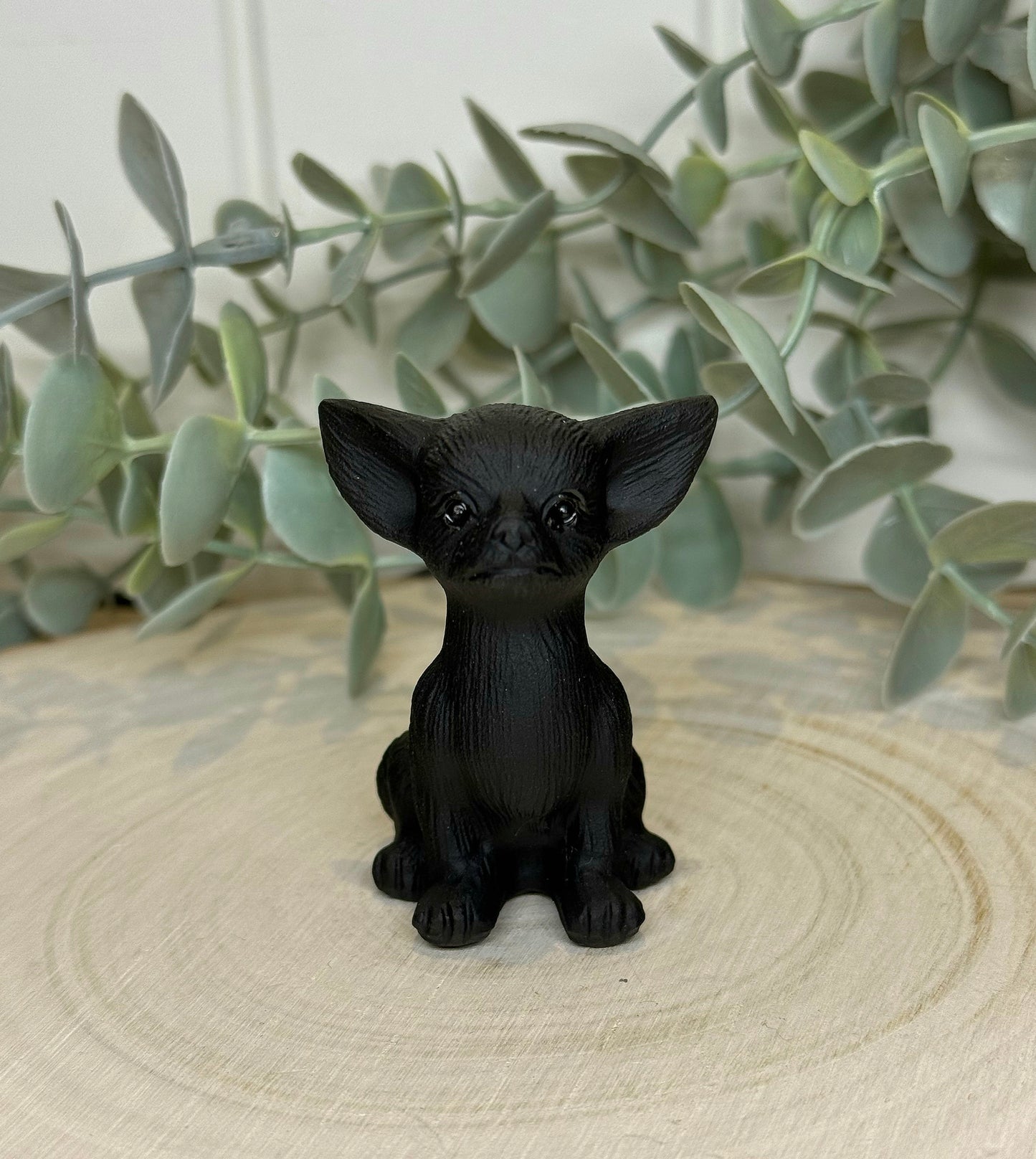Chien Chihuahua Obsidienne