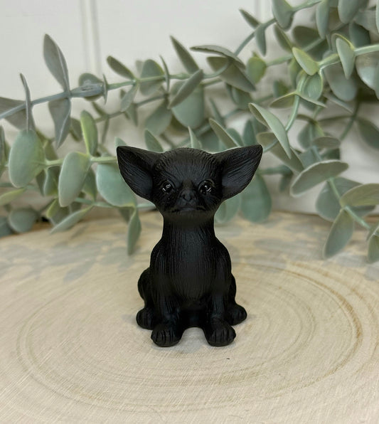 Chien Chihuahua Obsidienne