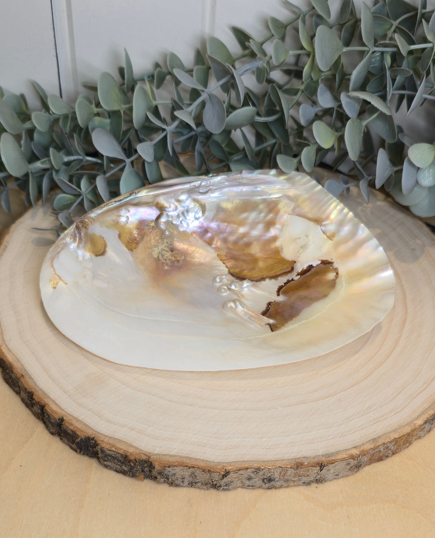 Abalone