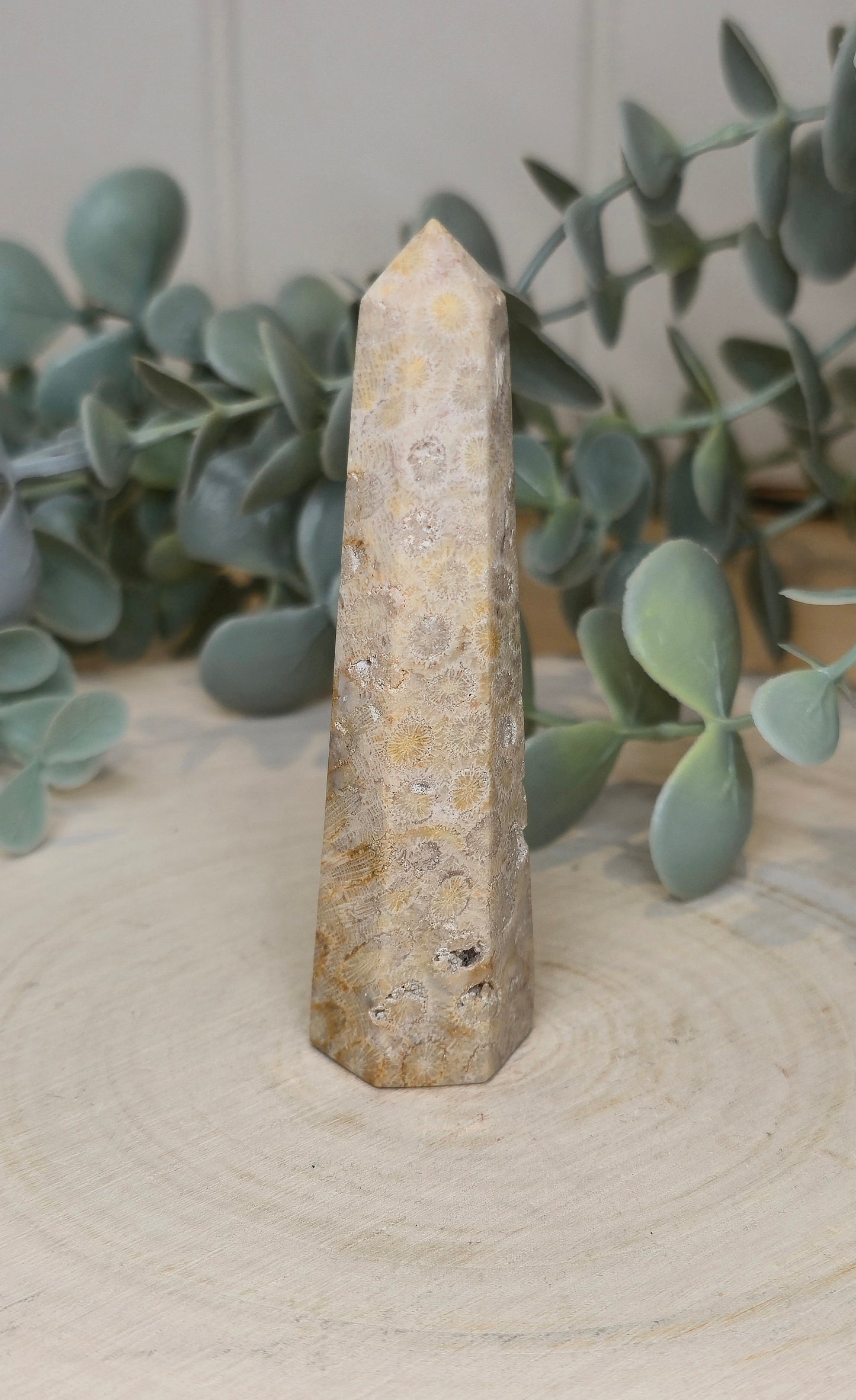 Pointe en Corail fossile